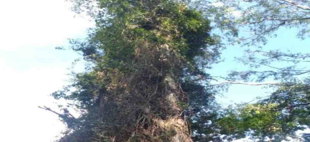 Entering a new and conscious lifestyle through the world of nature