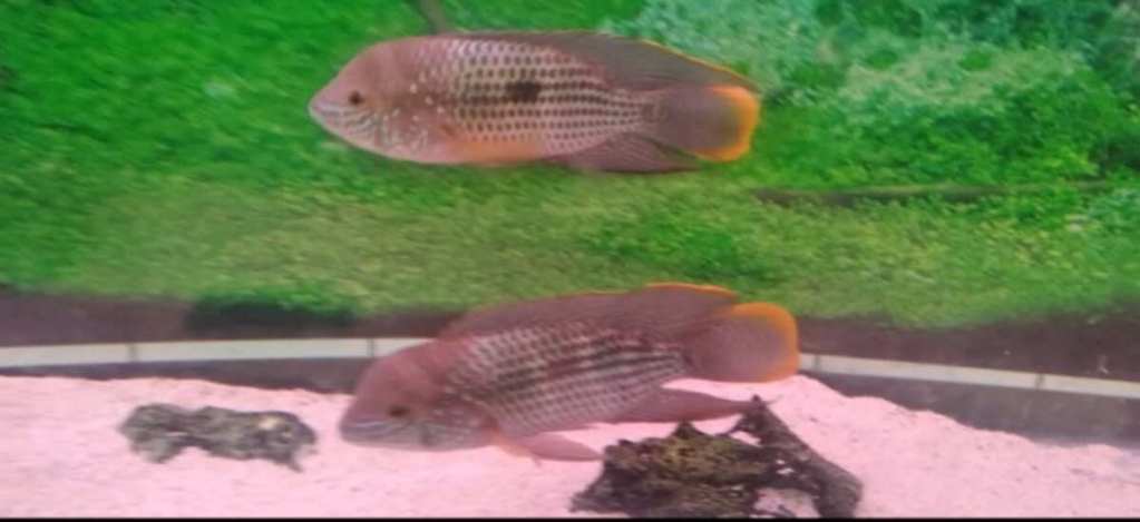 Two fish in parallel position in an aquarium symbolize the law of balance