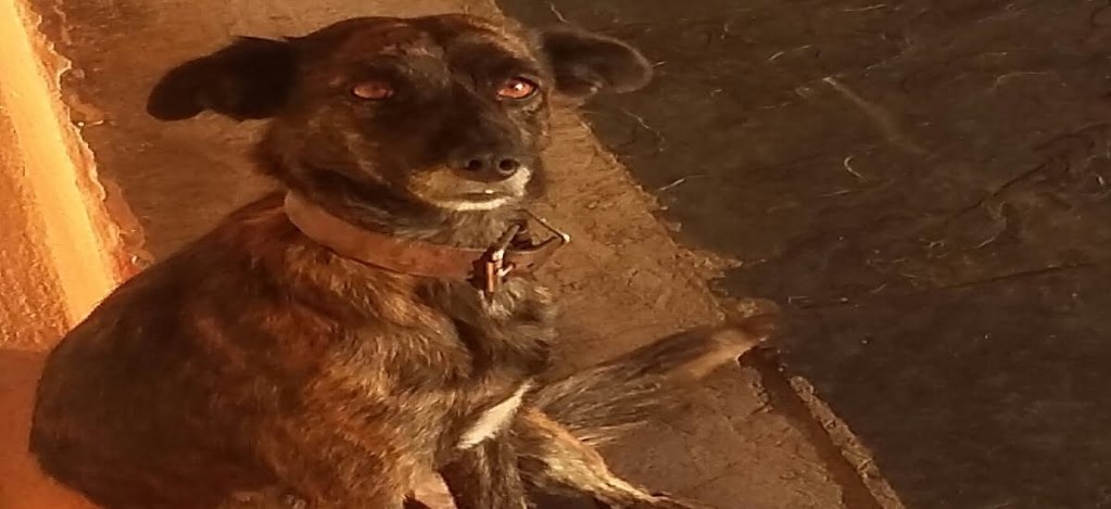 A true connection between me and my loving pet